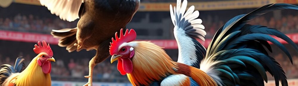 Pilihan Terpercaya untuk Pecinta Ayam Adu